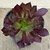 Aeonium arboreum var. atropurpureum