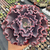 Echeveria gibb. "Valentine" - comprar online