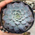 Echeveria "Real de Catorce"