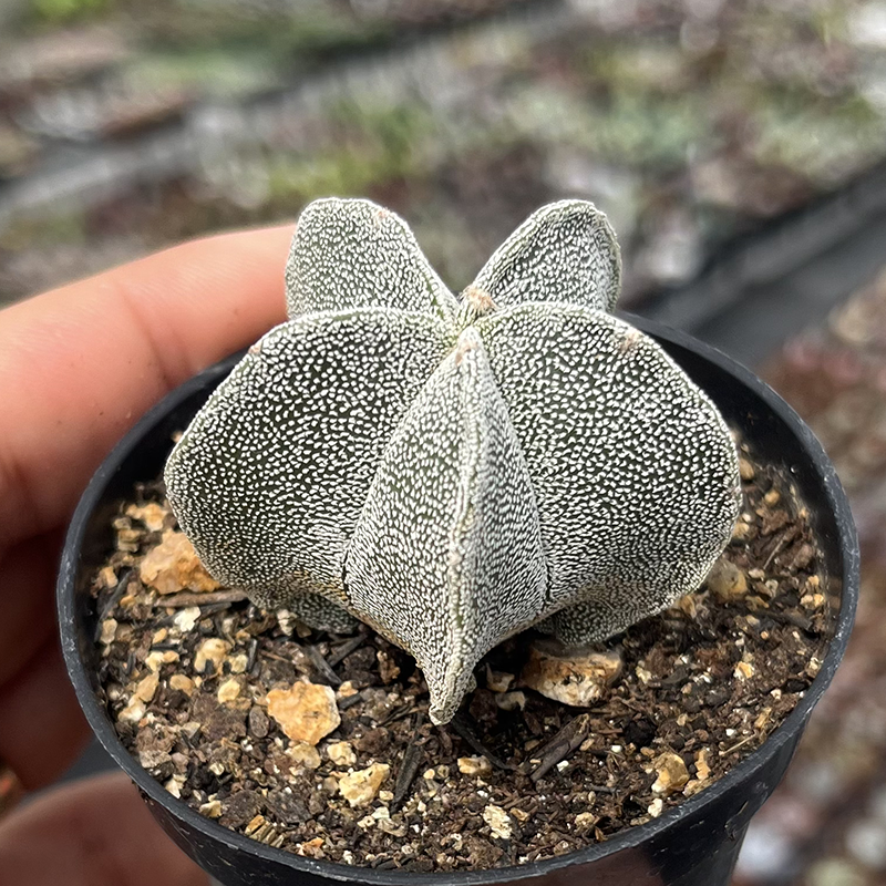 Astrophytum newest myriostigma