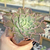 Echeveria dorothy espanha - comprar online