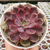 Echeveria "La Vie en Rose" na internet