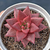 Echeveria agavoides "Celestia"