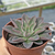 Echeveria shaviana x lutea - comprar online