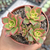 Aeonium kiwi - comprar online