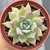 Echeveria colorata "Brandtii" - comprar online