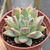 Echeveria colorata "Brandtii"