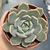 Graptoveria "Pretty in Pink" - comprar online