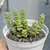 Crassula rupestris marnieriana - comprar online