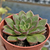 Echeveria "Sanguinea" - comprar online