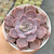 Echeveria "Diffractens" - Korean - comprar online