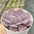 Echeveria "Diffractens" - Korean