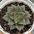 Echeveria "Monocerotis" - comprar online