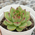 Echeveria agav. "Moonstone" - comprar online