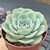 Echeveria "Atlantis" - comprar online