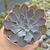 Echeveria shaviana "Neon Brakers"