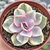 Echeveria "Rainbow"