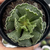 Adromischus cristatus