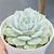 Echeveria deresina - comprar online