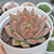 Echeveria romeo x lilacina - comprar online