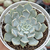 Echeveria "Betina" - comprar online