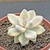 Graptopetalum "Victor Kane" Variegata - comprar online