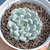 Echeveria cuspidata var. gemmula - comprar online