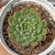 Echeveria "Anita" - comprar online