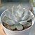 Echeveria "Aylla" - comprar online