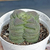 Crassula hemisphaerica - comprar online