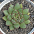 Echeveria "Merly" - comprar online