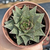 Echeveria purpusorum white - comprar online