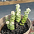 Crassula rup. marnieriana variegata - comprar online