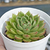 Echeveria "Dark Green" - comprar online