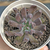 Echeveria "Rumba" - comprar online