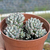 Graptopetalum pachyphyllum rose - comprar online