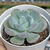 Echeveria oteroi x lauii - comprar online