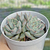 Echeveria cuspidata zaragozae pink - comprar online