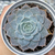 Echeveria zonnestraal - comprar online