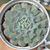 Echeveria pinwheel revolution - comprar online