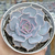 Echeveria lilacina (rosa-de-pedra) - comprar online