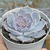 Echeveria lilacina (rosa-de-pedra)