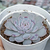 Echeveria "Raffine" - comprar online