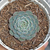 Echeveria "Sierra" - comprar online