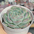 Echeveria "Premera" - comprar online