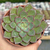 Echeveria riga - comprar online