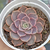 Echeveria "Iron Fist" - comprar online