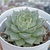 Echeveria "Fabiola" - comprar online