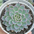 Echeveria violet queen - comprar online