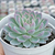 Echeveria violet queen